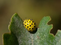 4Asia_Marien 2_WA.JPG